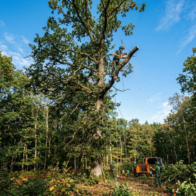 木の伐採